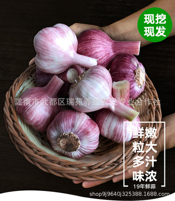 新蒜头紫皮多瓣糖醋新鲜湿大蒜2019营养蔬菜蒜素农家现挖5斤包邮