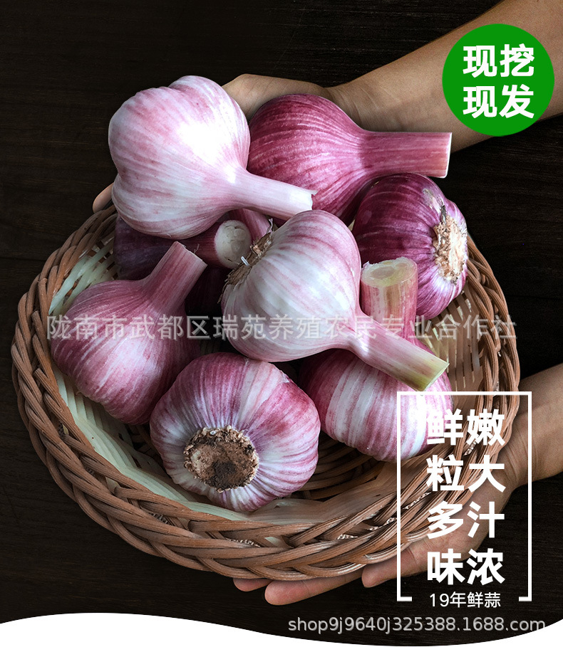新蒜头紫皮多瓣糖醋新鲜湿大蒜2019营养蔬菜蒜素农家现挖5斤包邮