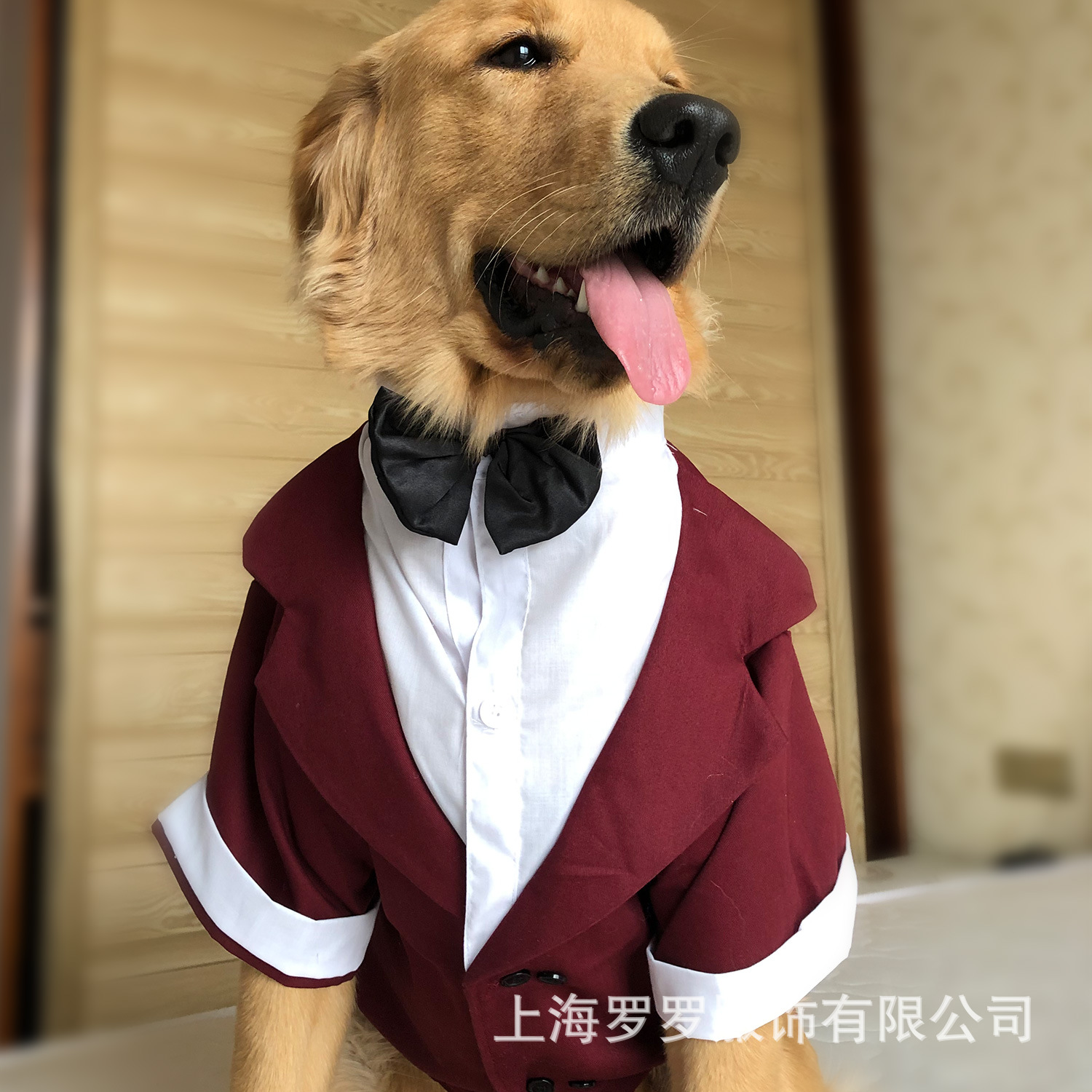 被称为“男装狗”的柴犬，各种穿衣风格都能完美驾驭！有点帅！