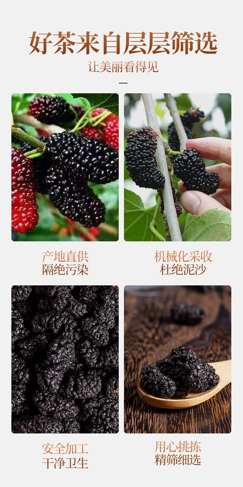 茗仟-桑葚_04.jpg