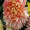 Chrysanthemum seed chrysanthemum seeds Potted potted chrysanthemum seeds Four seasons chrysanthemum seeds 100 grains per bag