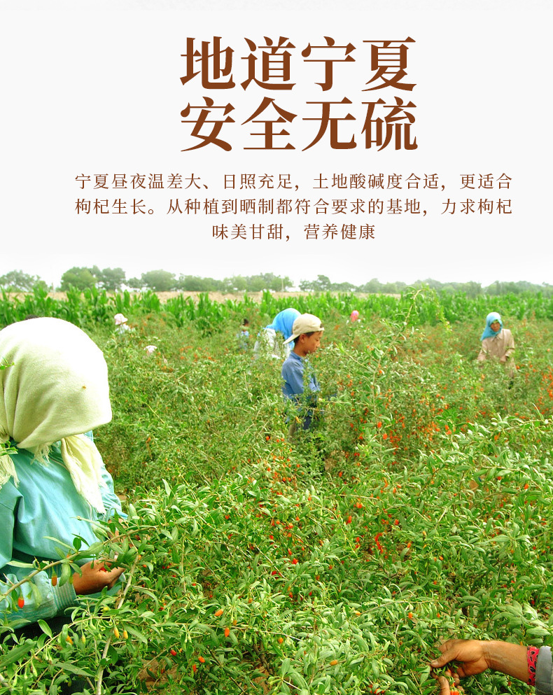 Ningxia Goji Berries Premium Gou Qi Zi 168g 28 Individual 6g Sachets Ready to Eat in use