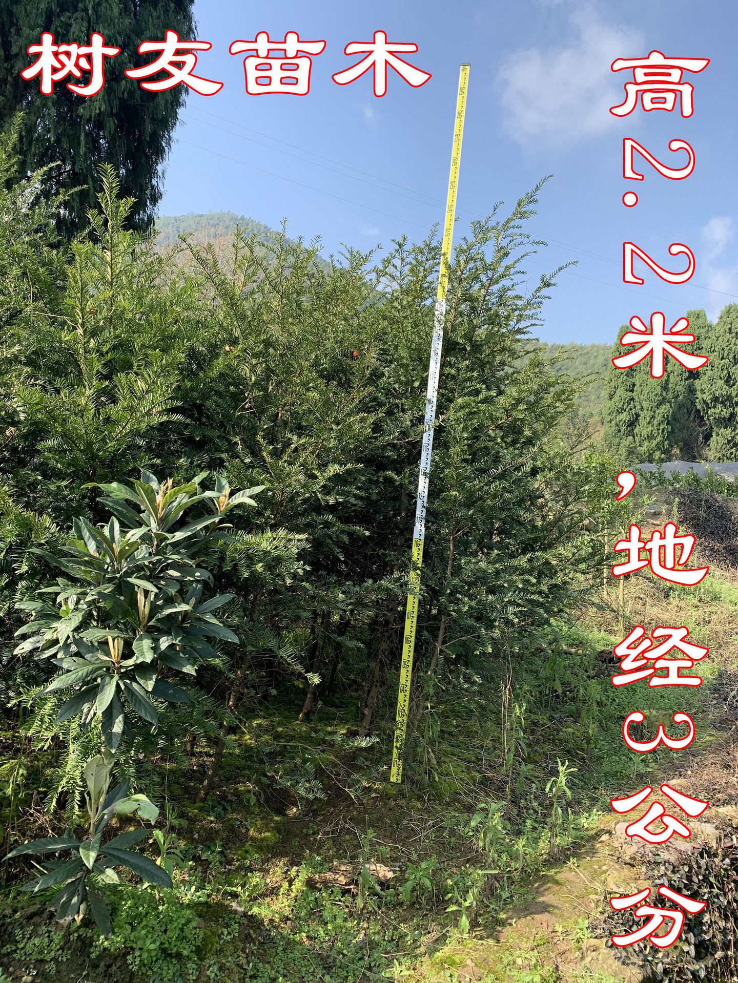 树友苗木 3年 南方红豆杉苗2-3公分 红豆杉树苗