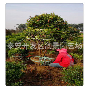 һ��2�t�~ʯ���r�� ���۹ڷ�120���ּt�~ʯ��� �����t�~ʯ骘�