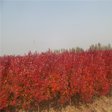 成都大量批發各規格紅楓及其他苗木品種價格優惠品種齊全
