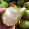 Pears Beer pear 5 Should fresh fruit Pears Fragrant and sweet Full container One piece On behalf of