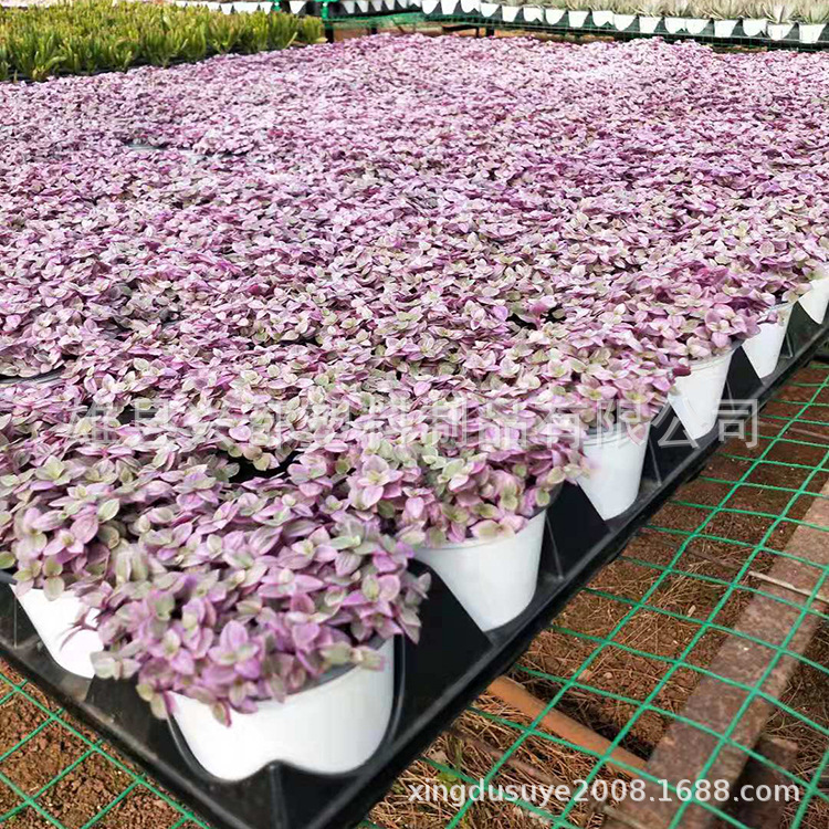 微信图片_201907271736155