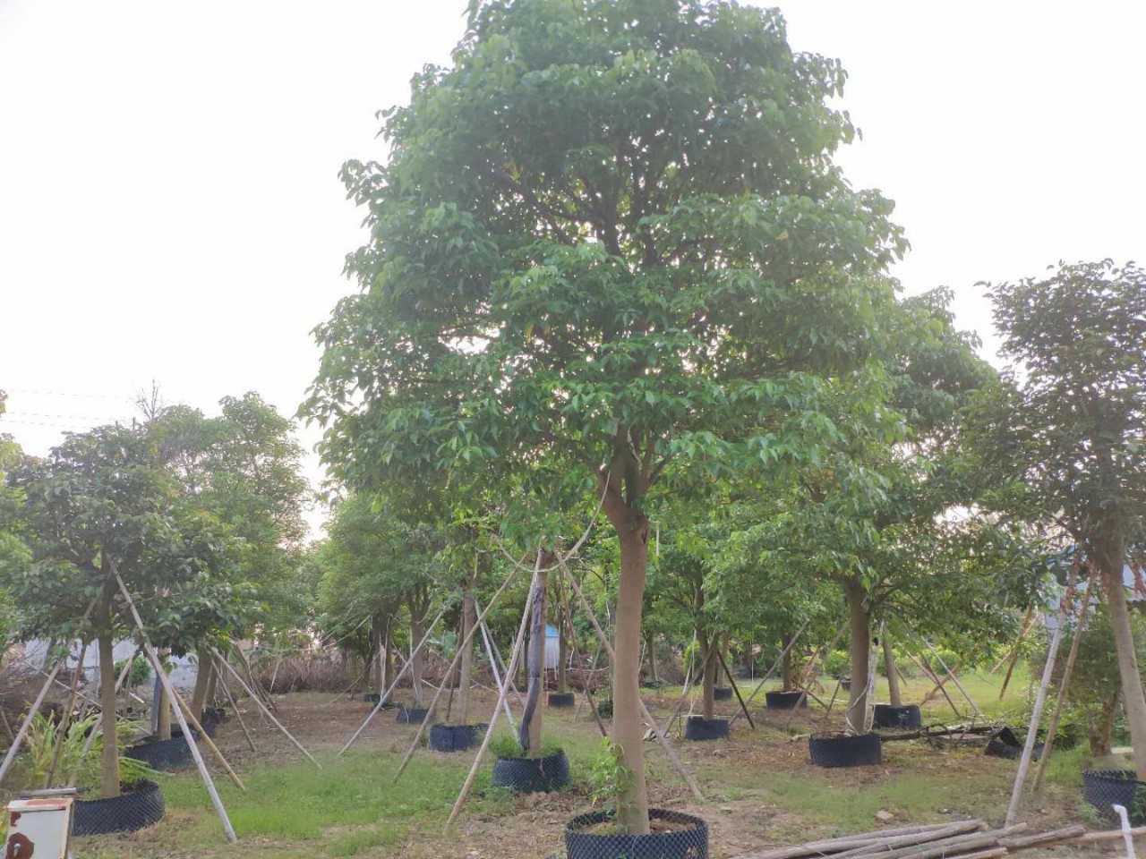 904基地直销 鱼木 18-22cm精品假植苗 全冠鱼木 -阿里巴巴