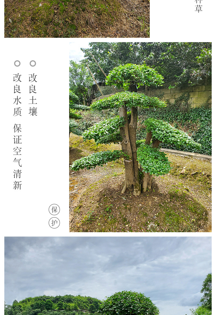 汉田苗木详情页_03