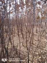 批发零售蒙古栎树苗胸径3公分以上苗木大量