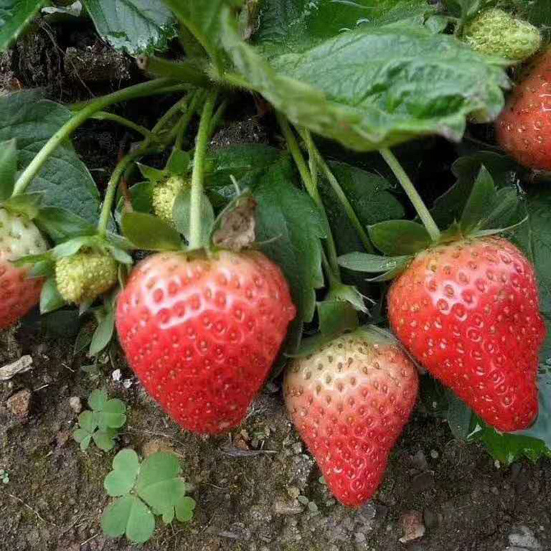 农户自家种植红颜草莓苗加冰发货货源足章姬甜查理脱毒草莓苗批发