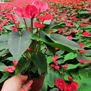 ������ֱ�����҃ȸߙn�����ļ��_��ֲ�� ���滨��A120��С�ɼt��