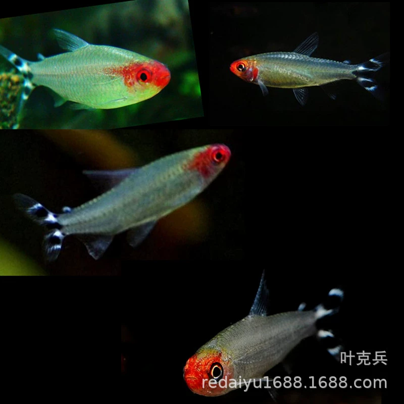 Тропические декоративные рыбы оптом тропические декоративные рыбы большой красный нос ножницы рыба Азиатский Красный нос плавающая рыба