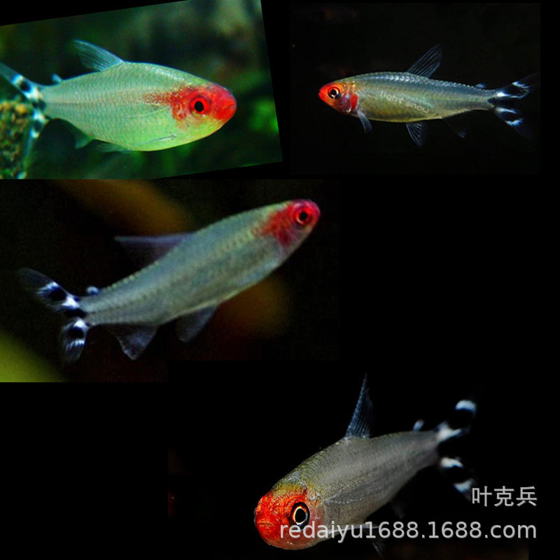 Tropical ornamental fish wholesale tropical ornamental fish large Red Nose scissors fish Asian red nose swimming fish