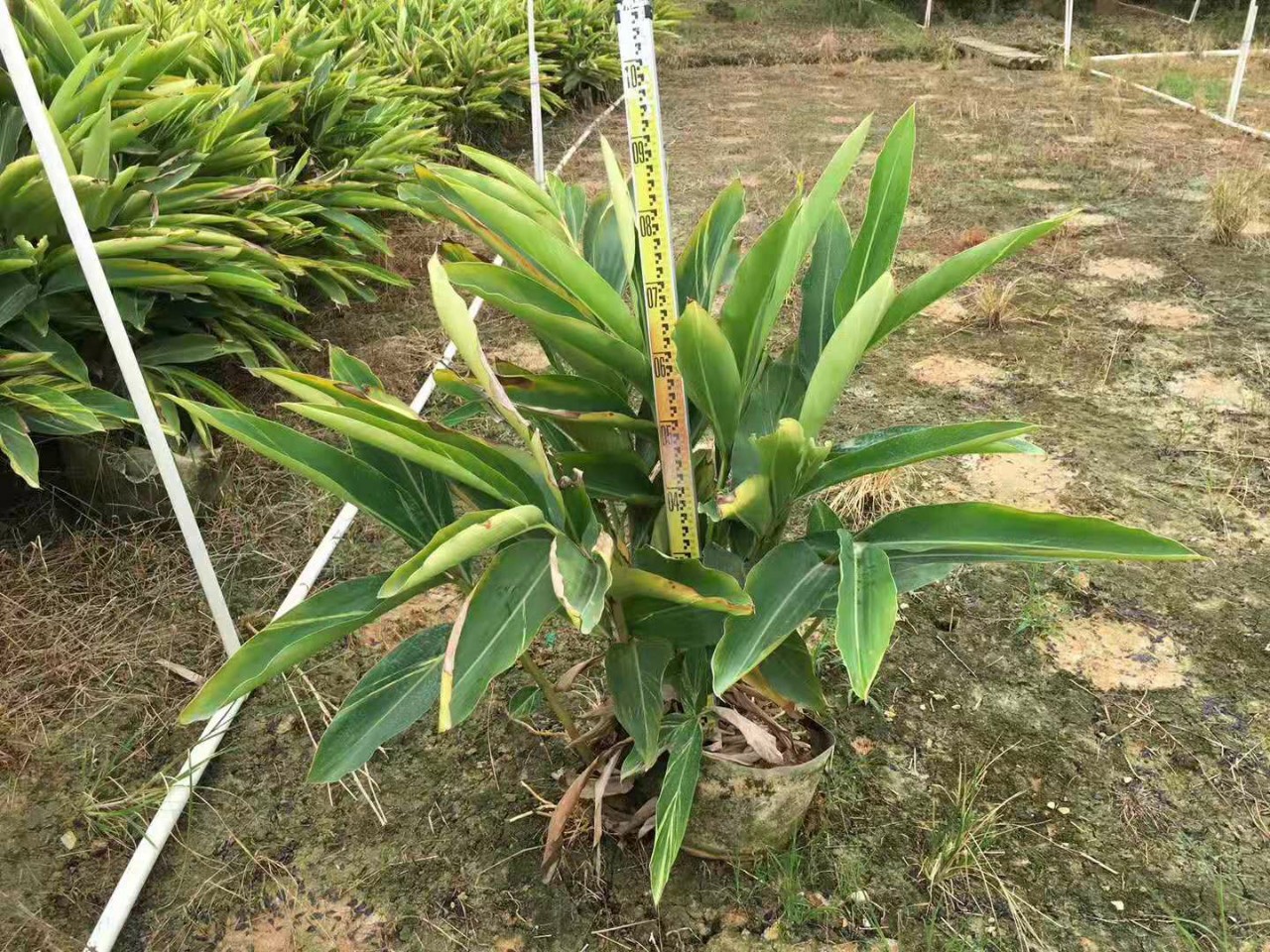 高良姜叶子,高良姜植物,高良姜花_大山谷图库