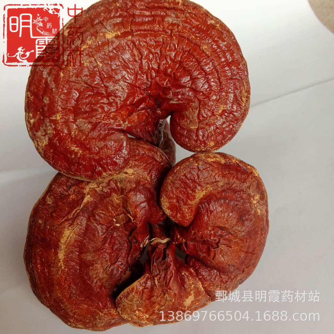 明霞药材 灵芝个【灵芝】 批发零售 供应中药材