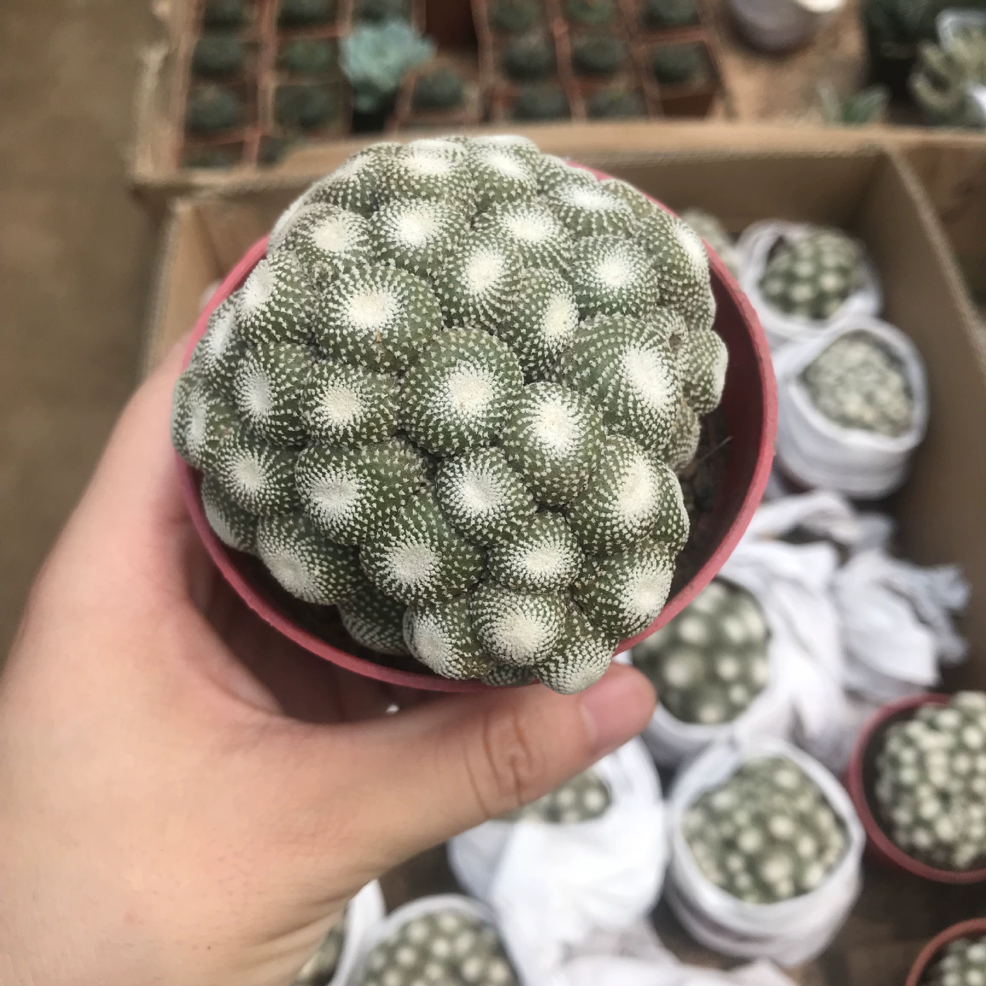 Суккулентное растение трюфель Нефрит многоголовочный группа цветок кактуса Горшечное растение в помещении хорошее разведение формальдегида сосание мяса оптом