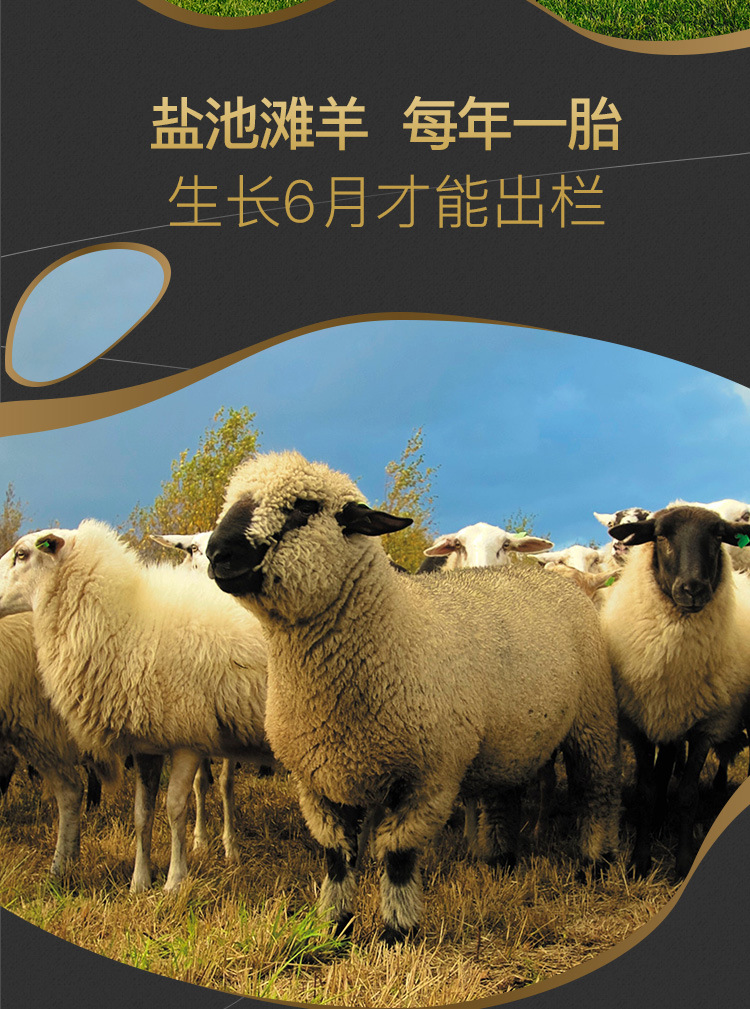 盐池滩羊图片,纯种,海报_大山谷图库