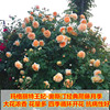 Teng Ben Rose Flower Miao Daosheng Courtyard Plant Pottery Potted Rose Rose Climbing Teng Rose Four Seasons Four Flower Four