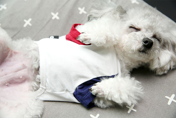 Pet T-shirt Design 3