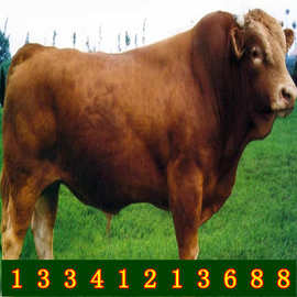 活体小牛苗能放养吗哪种牛好养殖鲁西黄牛小牛犊养殖技术西门塔尔