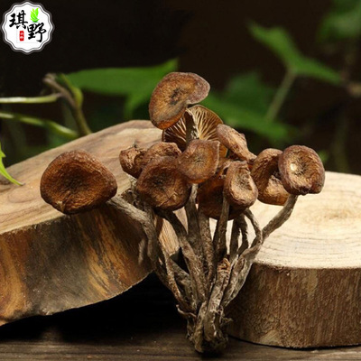 食用菌干货  批发零售产地一手货源青杠菌土特产农产品 特产