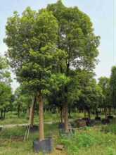 ���䡢�����䡢��ֲ�����䡢��������15��20cm������