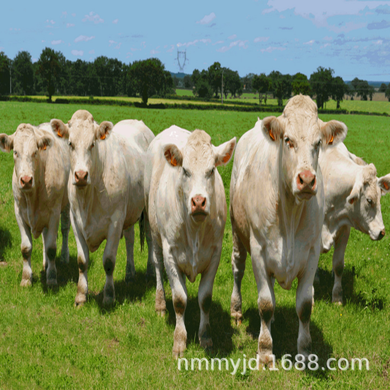 夏洛莱牛小牛 农村养殖创业项目 牛 肉牛 南方适合养什么黄牛