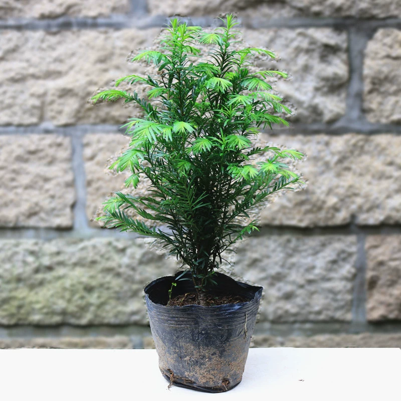 Taxus chinensis var. Mairei бонсай зеленые растения творческие горшечные цветы мини-саженцы для очистки воздуха радиационной защиты растений