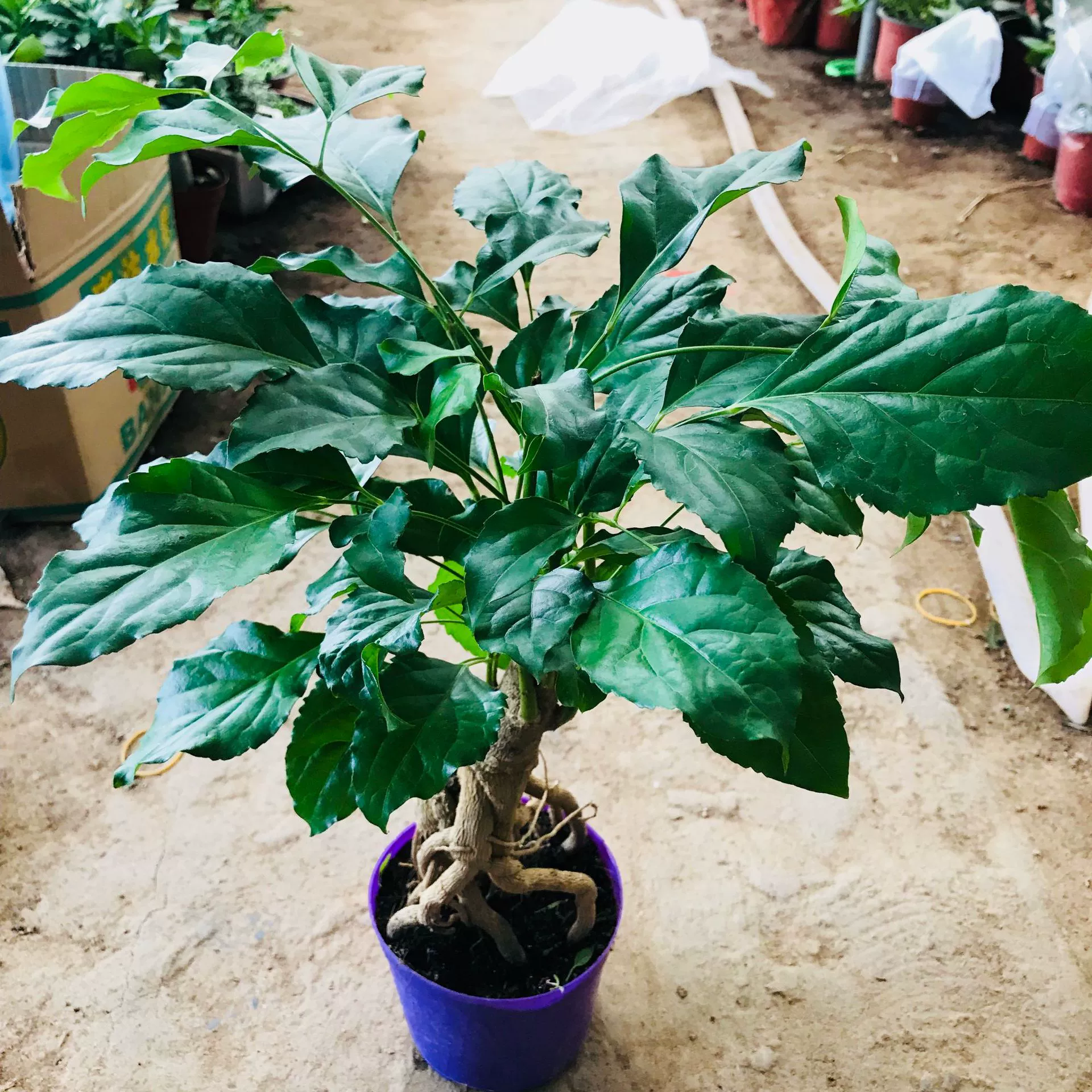 Продажа вечнозеленых, устойчивых к тени и зеленых сокровищ растений офисных настольных, поглощающих формальдегид, богатых зеленых сокровищ в горшках оптом