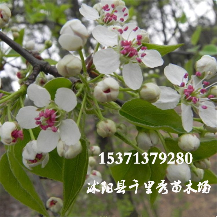 棠梨品种介绍,棠梨是雌雄同株吗,棠梨的雅称(第13页)_大山谷图库