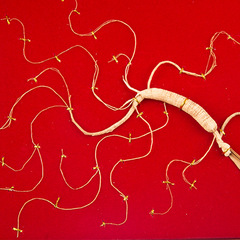 Deer Horn Slice Ginseng Gift Box, 7-10 Year Wild Mountain Ginseng Northeast Specialty Deer Horn Slice Manufacturer Wholesale Ginseng Gift