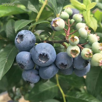 云南现摘国产蓝莓鲜果新鲜EMS包邮500g蓝梅新鲜时令水果蓝莓大果|ru