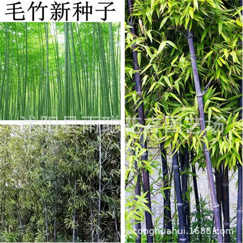 Оптом Большие Семена Phyllostachys pubescens Фиолетовый Семена Бамбука Новые выбранные Семена Phyllostachys pubescens Зеленый Бамбук Золото-инкрустированный нефрит Цвет бамбука