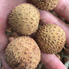 新鲜龙眼;桂圆干;其他药食同源