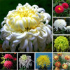 Chrysanthemum seed chrysanthemum seeds Potted potted chrysanthemum seeds Four seasons chrysanthemum seeds 100 grains per bag