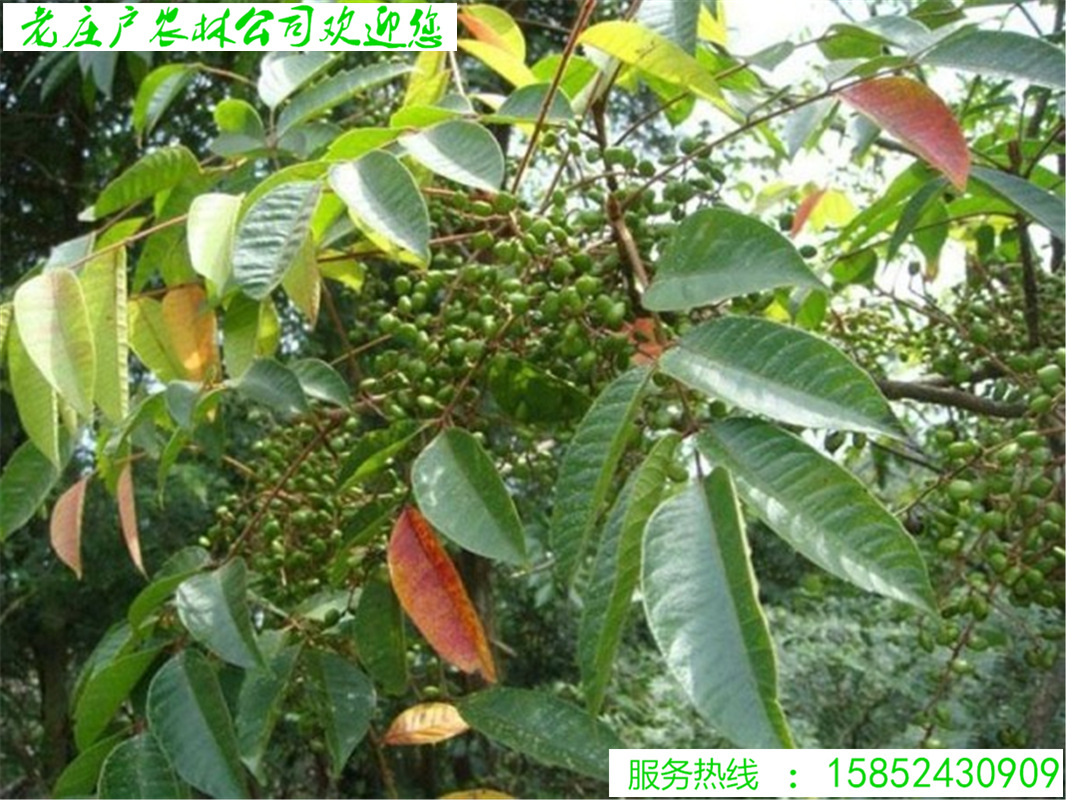 治漆树的八方树图片,八树长什么样子图片,漆树咬人图片_大山谷图库