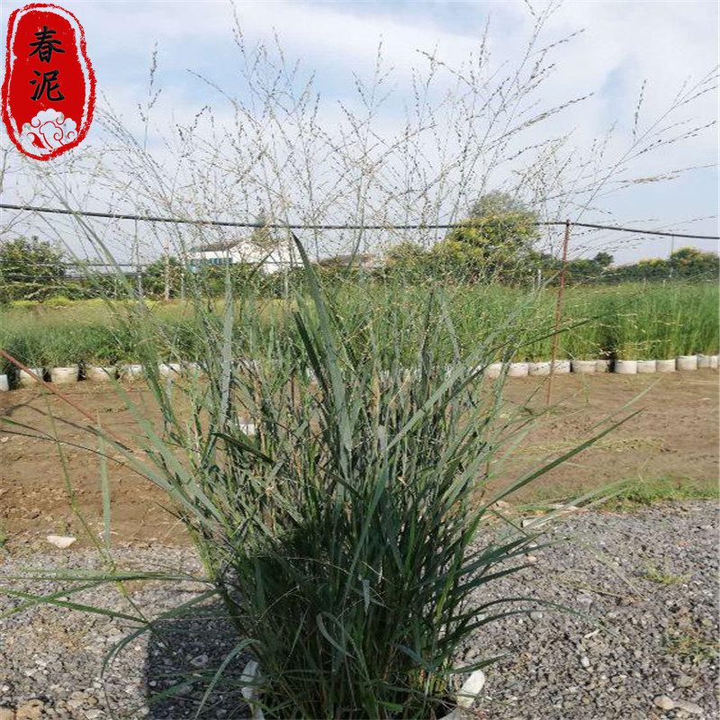 柳枝稷小苗批发 青州花卉苗木基地 柳枝稷价格-阿里巴巴