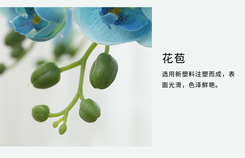 9头动感蝴蝶兰_13