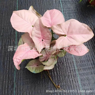 ������ֱ�������l�҃ȾGֲ��������110#�t�ۼ��˺Ϲ����k��������