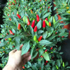 [Direct supply of the base] Observation of pepper plants indoor and outdoor potted flowers and green plants, green plants, 140 oriental pepper