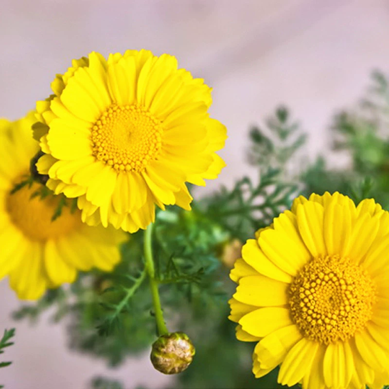 Хризантема Морские Декоративные Семена Хризантема многолетний корень цветок семена древесины Весенняя хризантема Семена пейзаж семена