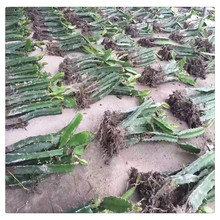 �t�Ļ������� ���Ļ����������SƤ���������� õ��������������l