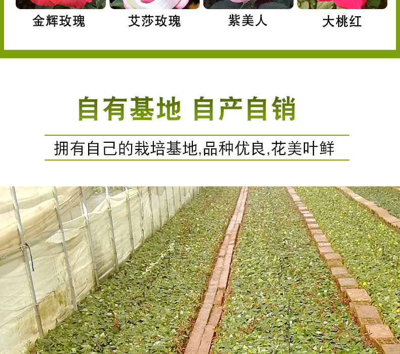 粉色荔枝玫瑰苗_04