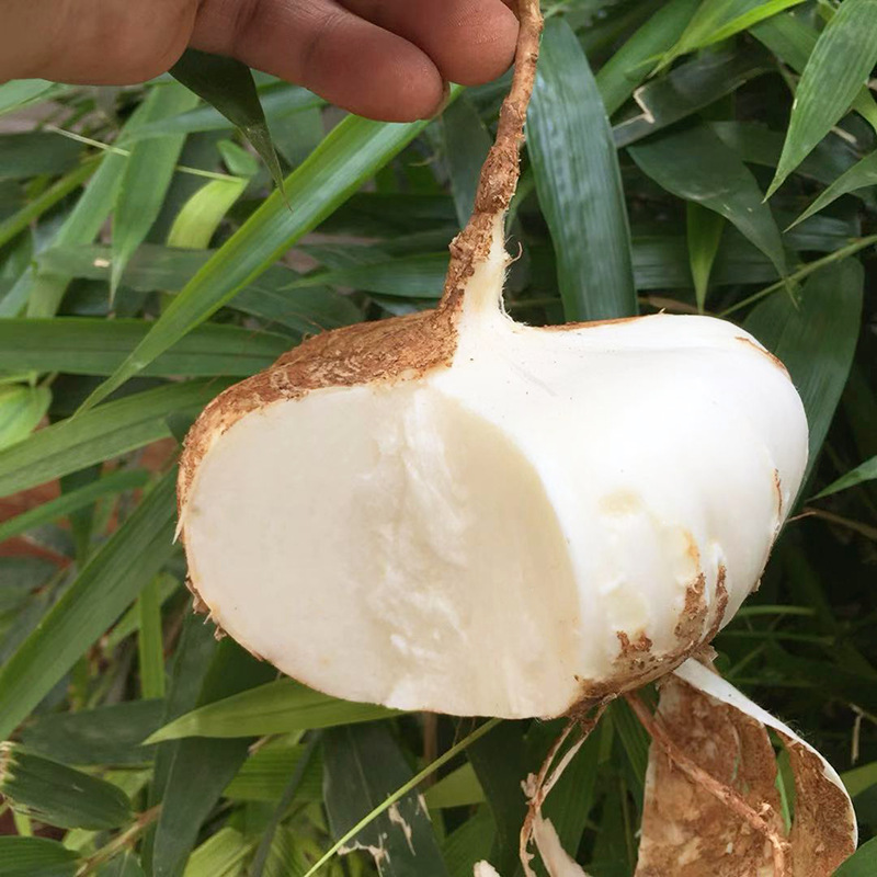 fresh Clay Cold potato Digua 9 White potatoes fresh fruit Vegetables Kwa