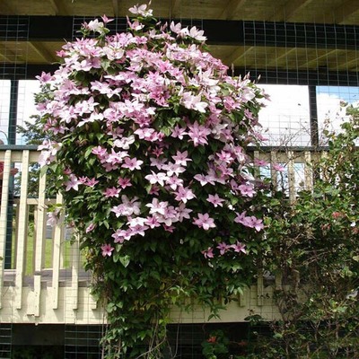 新幻紫美景无边铁线莲三年苗 根茎大河乌托邦银币铁线莲特价批发|ms