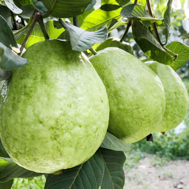 Red Guava Red meat guava gules 5 pounds Large fruit fruit On behalf of
