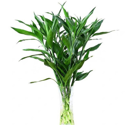 室内水养植物 水培富贵竹 水竹 80厘米及其以上100枝起 现货批发
