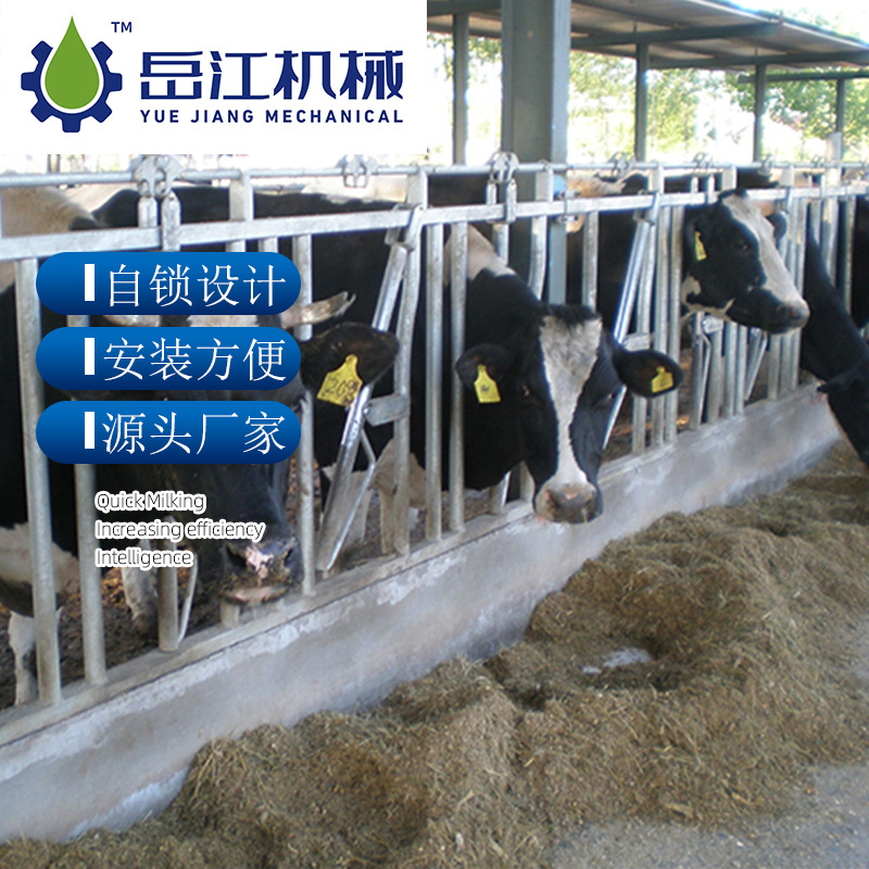 奶牛用牛颈枷 热镀锌管整体锁牛牛颈枷 可供应多规格挤奶牛颈枷