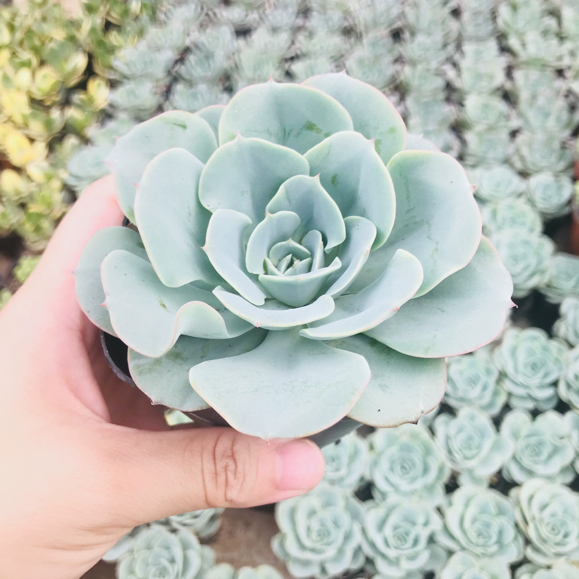 Сочные растения Нефритовая бабочка мясистые цветы в горшках Крытый офис комбинация поглощения формальдегида мясистые горшки оптом